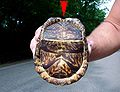 view of hinged box turtle shell