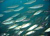 Schooling mackerel