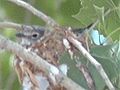 Plumbeous Vireo (Vireo plumbeus) from another trip to the same place near Pilar.