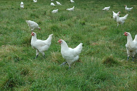 Flock of chickens