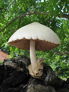 Description de l'image Volvariella bombycina1.jpg.