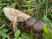 Neohygrocybe nitrata