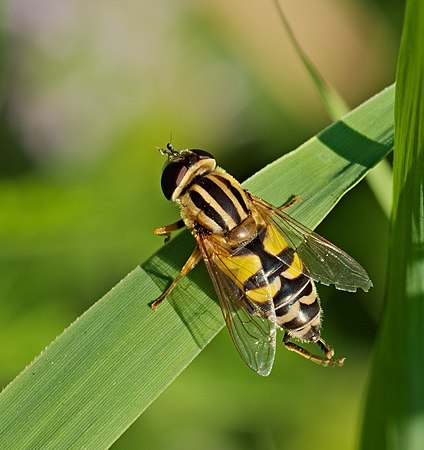 雌性欧洲蚜(Helophilus trivittatus)。