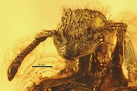 Agroecomyrmex duisburgi