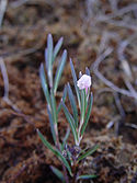 Bog-rosemary