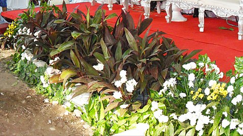 Ti plants as wedding decoration in Cirebon