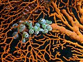 Atriolum robustum on soft coral