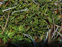 What looks like a pile of green bean pods is actually a dense growth of a species of plant from the Falkland Islands. It's impossible to describe better than that.