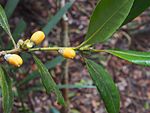 fruit and foliage