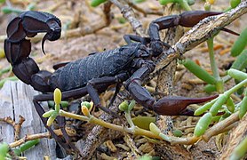 Androctonus crassicauda