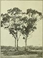 dual trees displaying habit, c. 1920