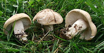 Gruppo di Calocybe gambosa