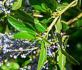 Ceanothus cyaneus