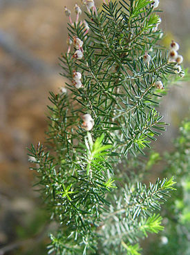 Cinerea arborea