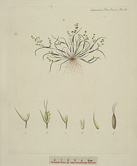 Ботаническая иллюстрация из книги «Flora Danica», 1853