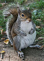 A common squirrel.