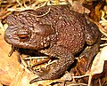 Серая жаба (Bufo bufo)