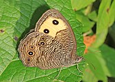 Adult, ventral view of wings.