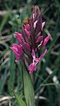 Sumpnycklar Dactylorhiza majalis ssp. lapponica