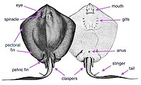 （←）背面、（→）腹面（Bluntnose stingray（英語版）の雄）