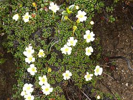 Diapensia lapponica