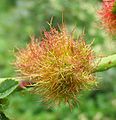 Rose bedeguar gall on a wild rose, caused by Diplolepis rosae, a diplolepid wasp