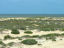 Paysage de plage couverte de touffes d'herbe.