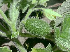 Fruit sur pédoncule recourbé.