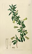 Illustration by Sarah Drake in Edwards's Botanical Register[7]