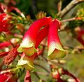 Erica versicolor