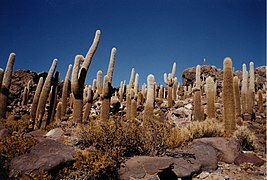 Cactus (Angiospermes)