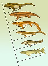 Sown here is a cladogram of the best known transitional fossils. From bottom to top: Eusthenopteron, Panderichthys, Tiktaalik, Acanthostega, Ichthyostega, Pederpes.