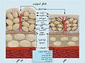 تصغير للنسخة بتاريخ 12:39، 8 أكتوبر 2016