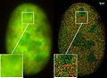 SPDMphymod Co- localisation microscopy of a nucleus: 120.000 GFP and RFP fusion proteins localized in a widefield view (470 μm2)