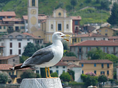 Questo è un gabbiano