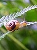 A Roman snail