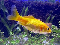 Goldfish (Carassius auratus)