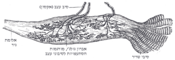 אברון גולג'י מתוך גיד אכילס