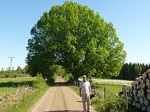 Kungsvägen vid Örsåsa