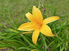 Hemerocallis lilioasphodelus flower