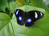 Hypolimnas bolina butterfly.