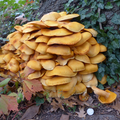 Jack o' lantern mushroom fungus with U.S. quarter for size reference and cap underside shown lower right.