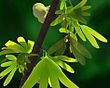 Juracimbrophlebia ginkgofolia на Yimaia capituliformis (современная реконструкция)