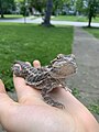 3-month-old bearded dragon