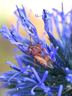 Echinops adenocaulos