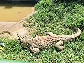 A Nile crocodile in Entebbe, Uganda