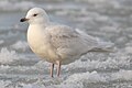 Iceland Gull Larus glaucoides hvidvinget måge Måge