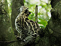 ocelot