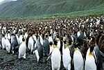 Large rookery of king penguins, both adult and young, on a pebbled beach, with grassy hills in background