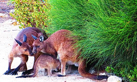 family of Flinders Chase National Park, Kangaroo Island